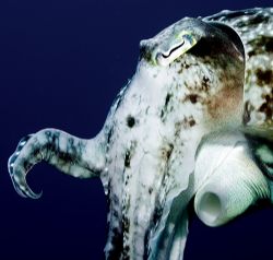 Cuttlefish Indonesia 2006 by Chris Wildblood 